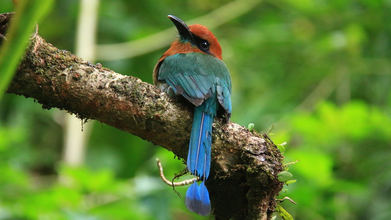 Motmot à bec large perché sur une branche moussue près du volcan Arenal