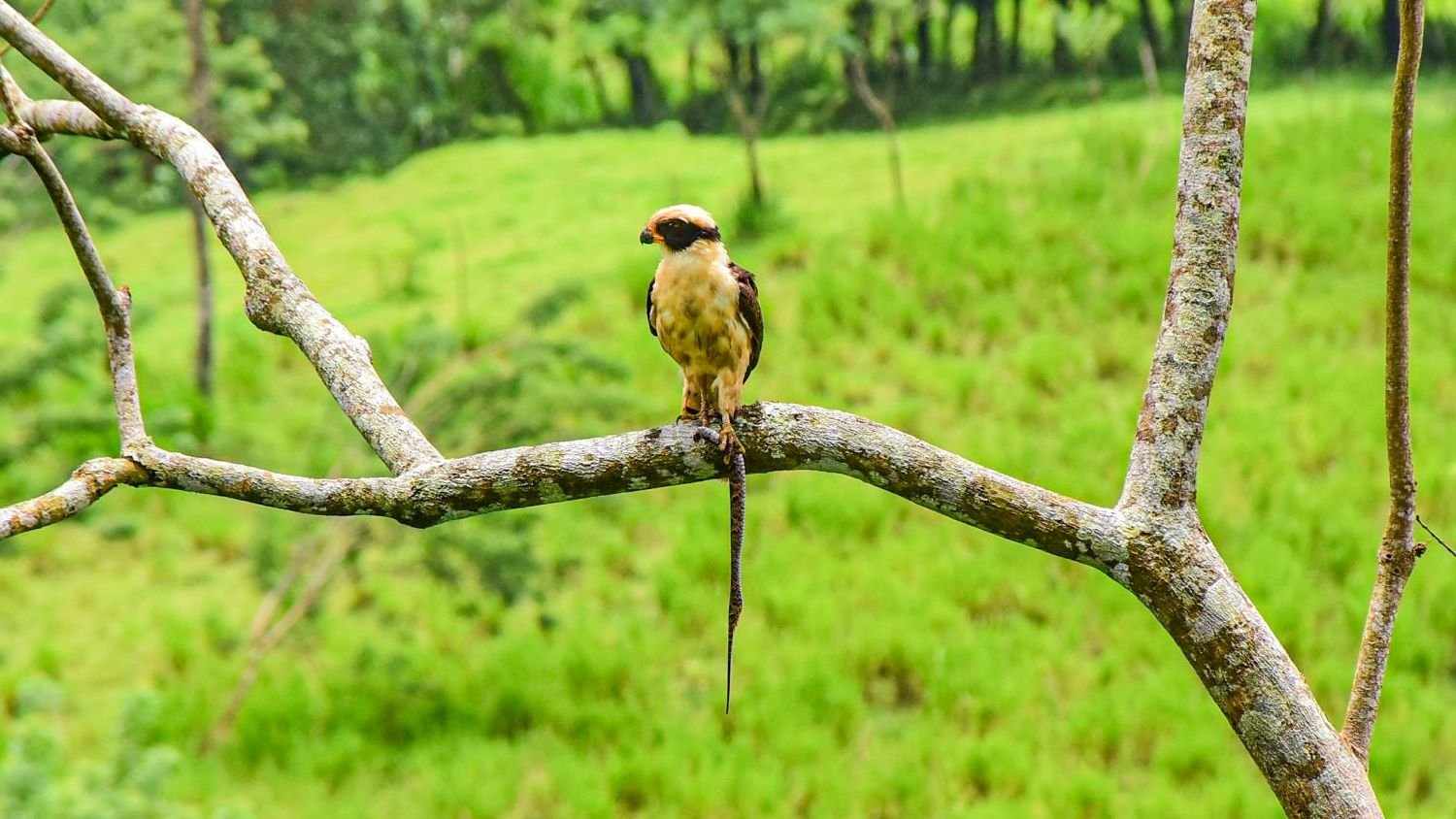 Tour de observación de aves