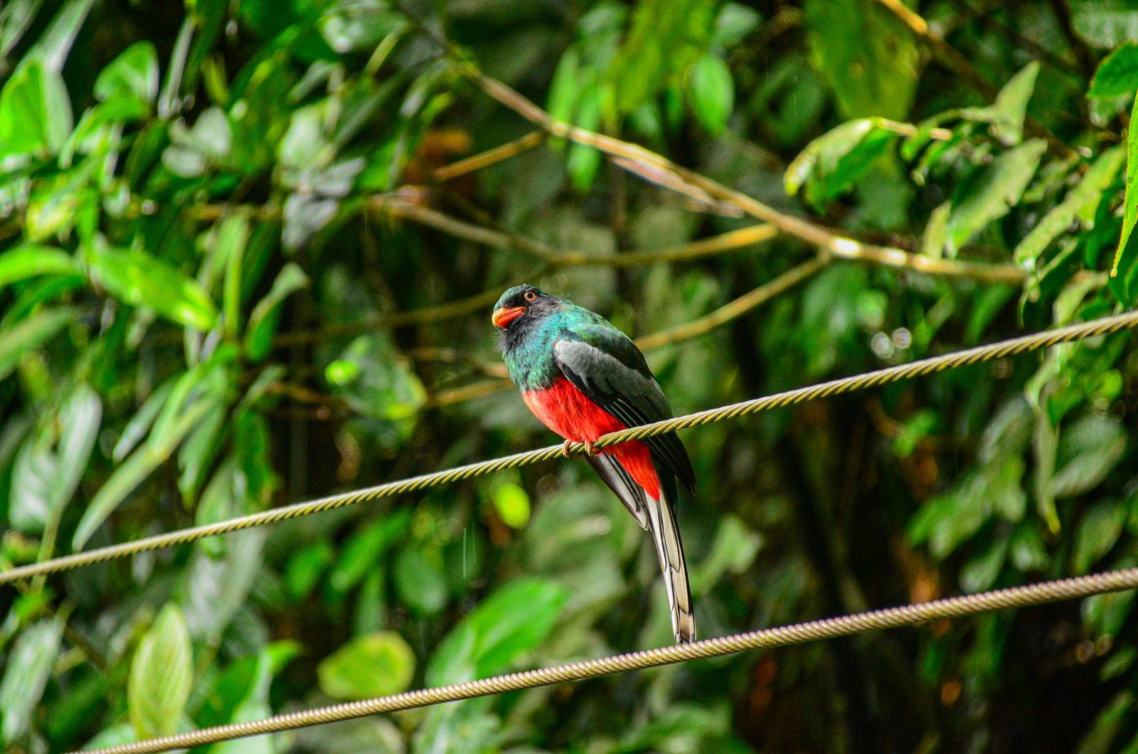Birdwatching Tour